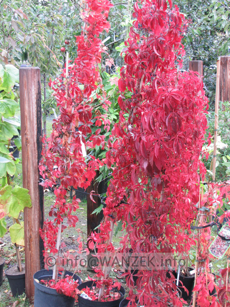 Parthenocissus quinquefolia Engelmannii - Herbst 01.JPG